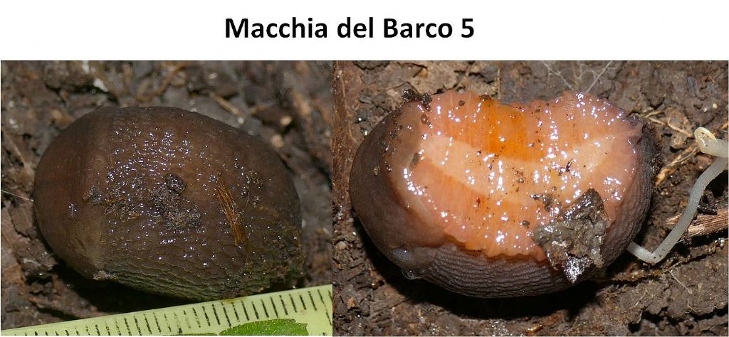 lumache dalla macchia del barco